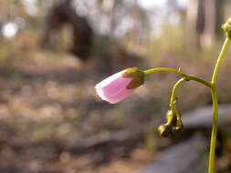 Image of Drosera peltata Thunb.