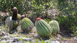 Image of Barrel Cactus