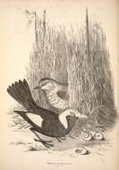 Image of bowerbirds