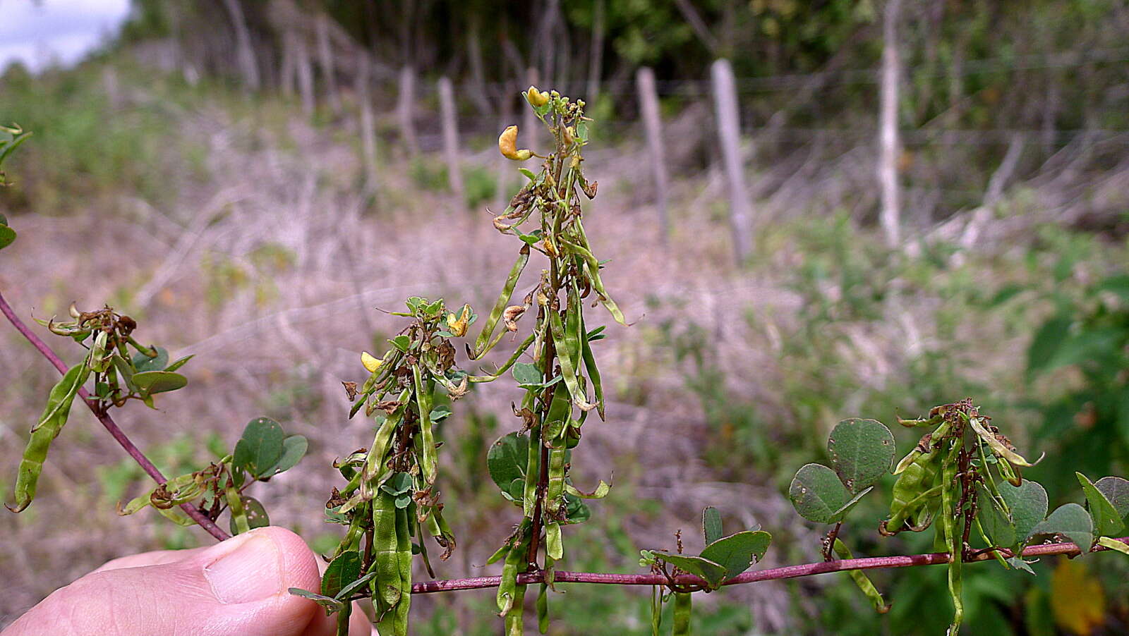 Image of Poiretia punctata (Willd.) Desv.