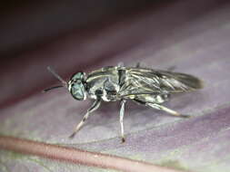 Image of Cyphomyia