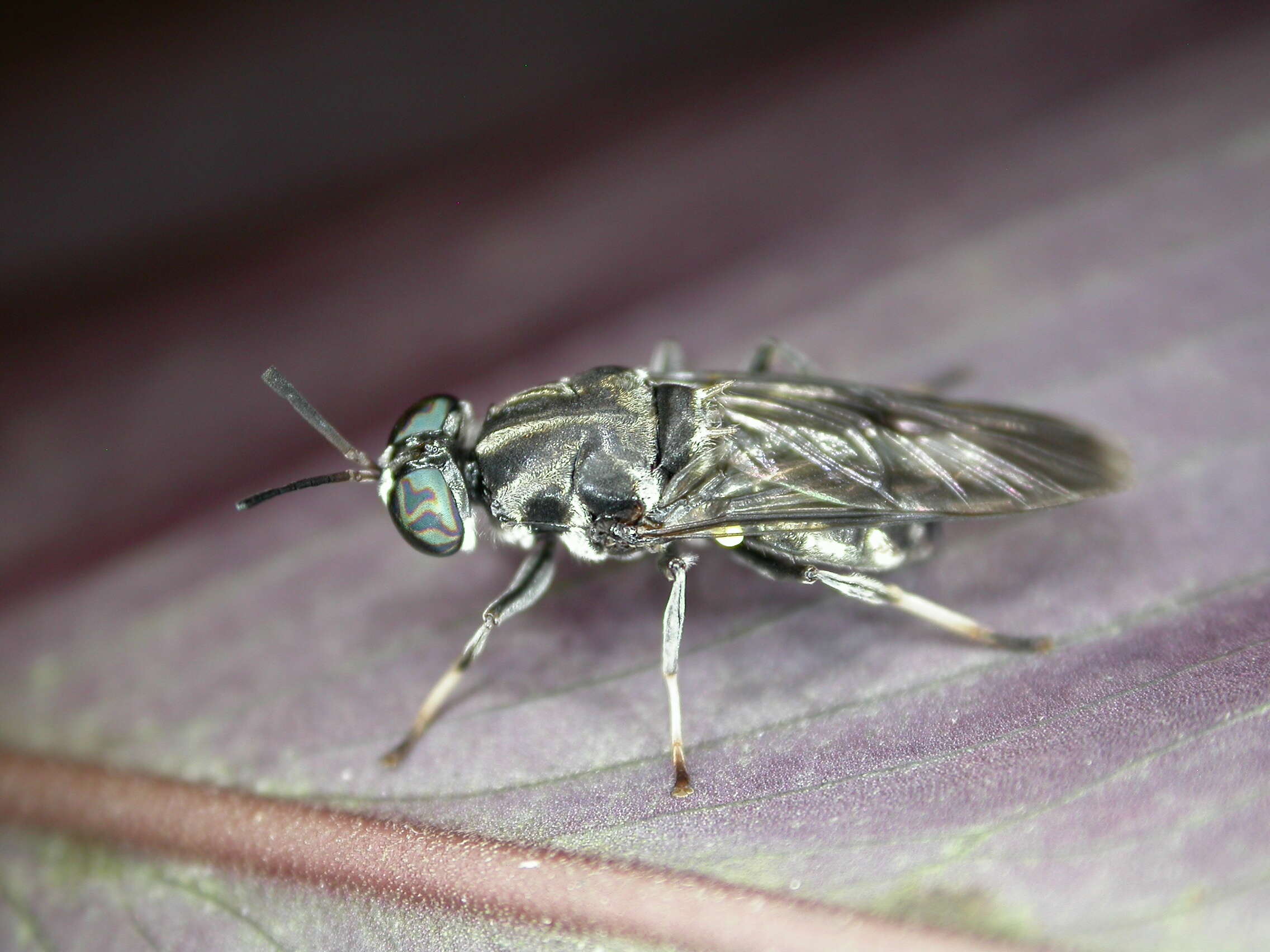 Image of Cyphomyia