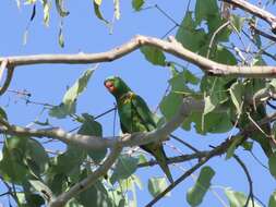 صورة Trichoglossus chlorolepidotus (Kuhl 1820)