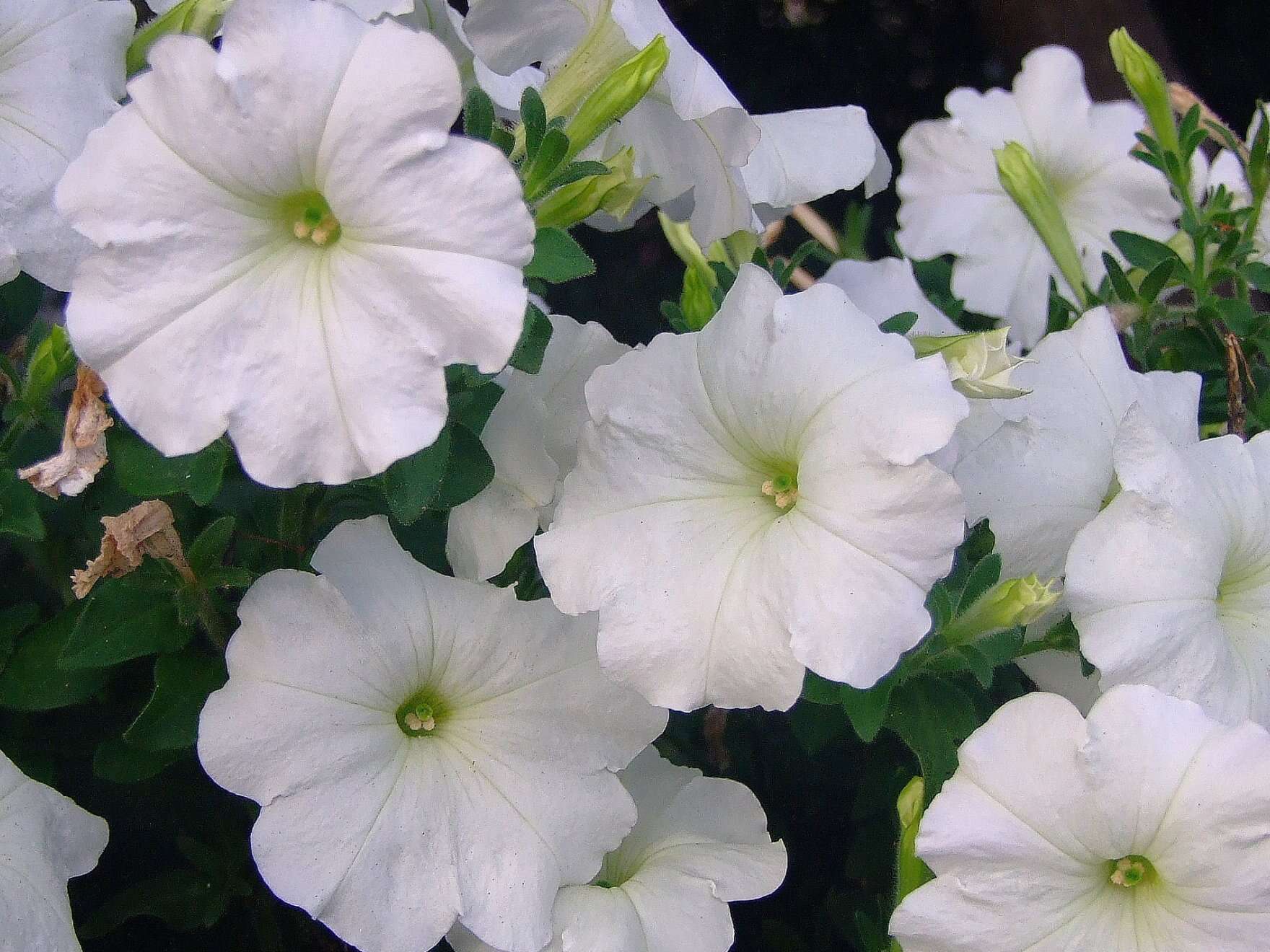 Image of Petunia