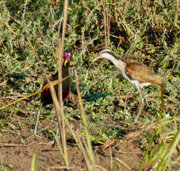 Image of Wattled Jacana