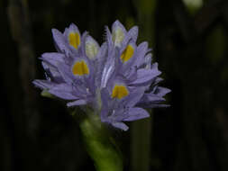 Image of Tropical Pickerelweed