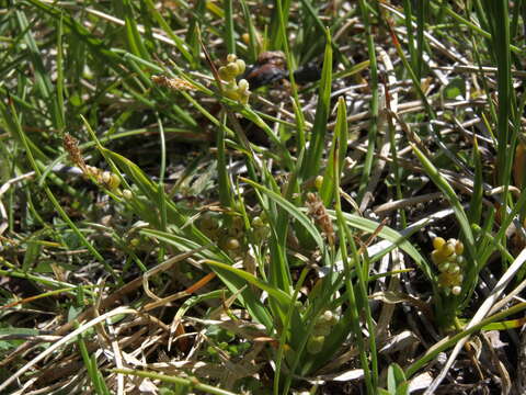 Image of golden sedge