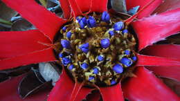 Image of Bromelia unaensis Leme & Scharf