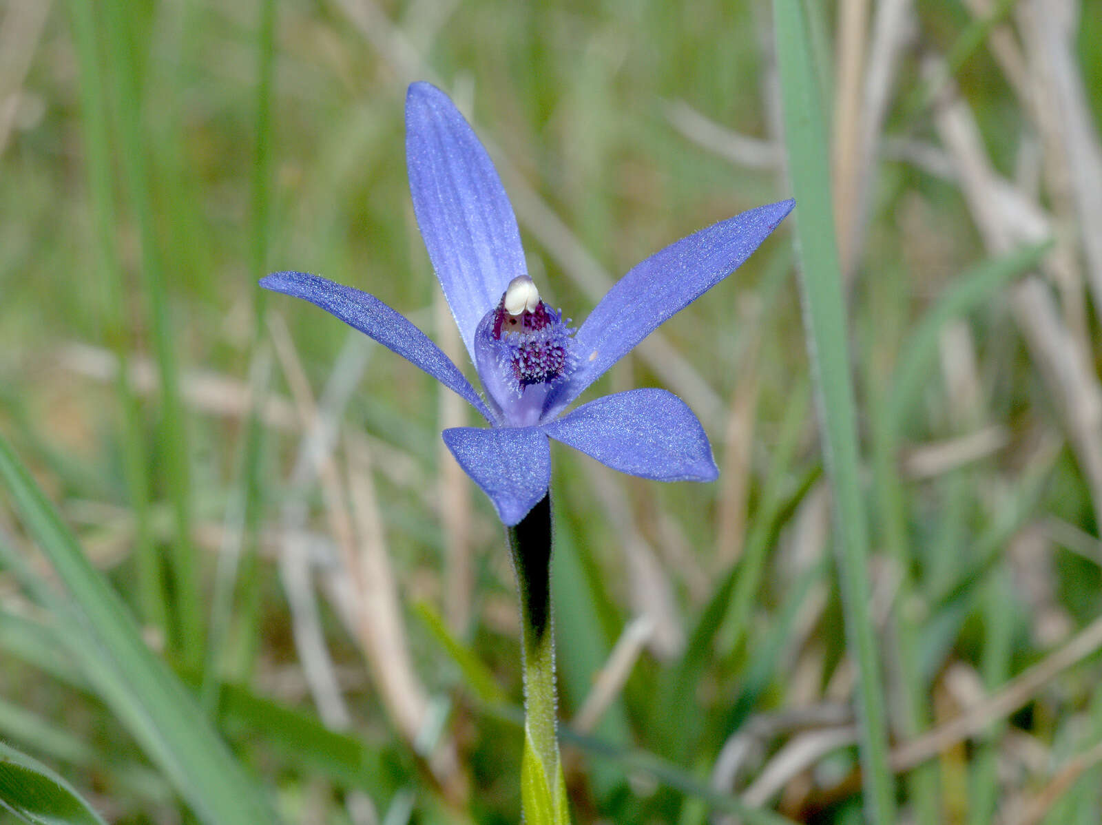 Imagem de Pheladenia deformis (R. Br.) D. L. Jones & M. A. Clem.