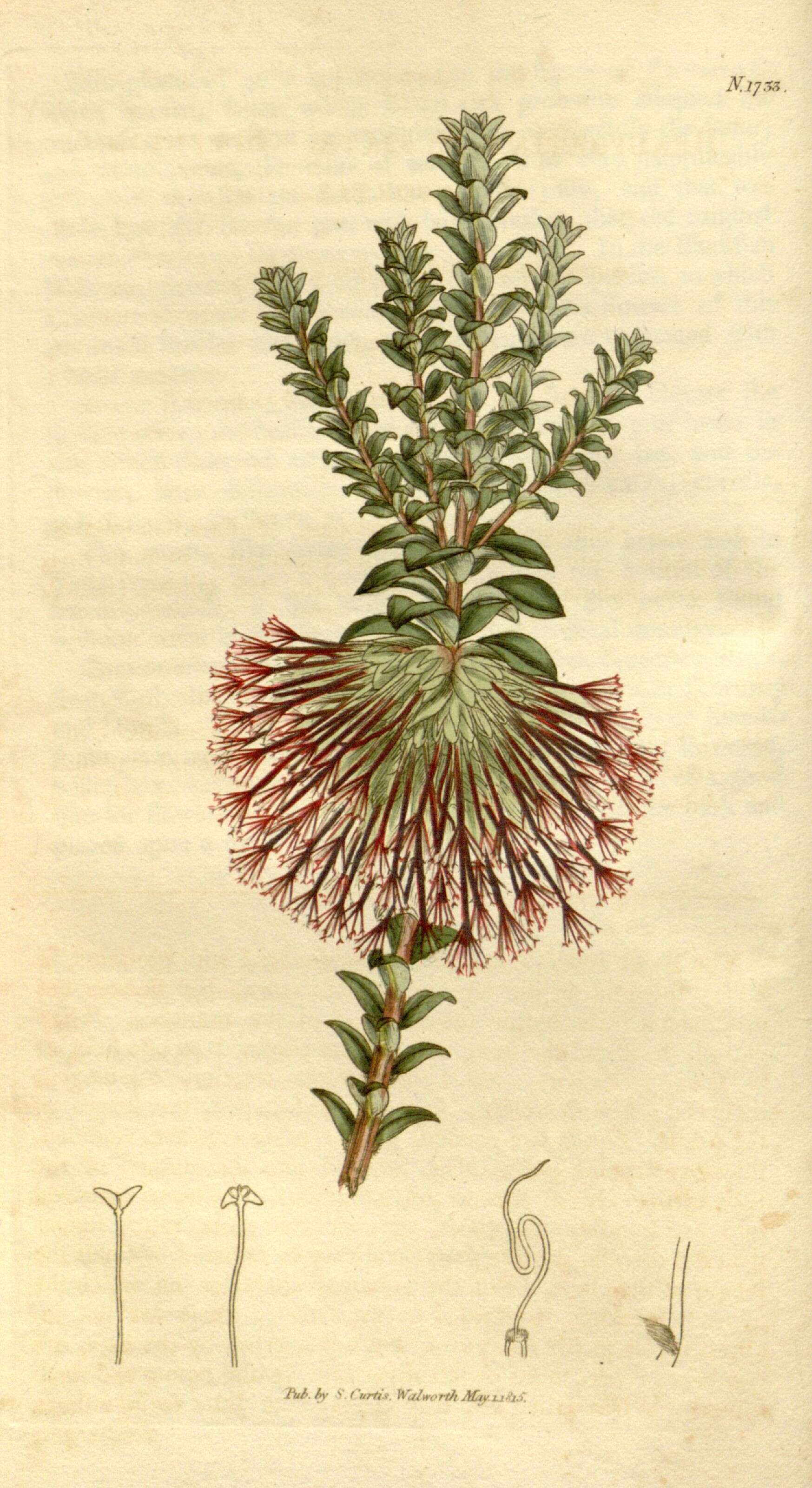 Image of Melaleuca transversa Craven & R. D. Edwards