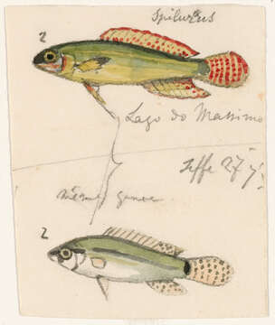 Image of Apistogramma