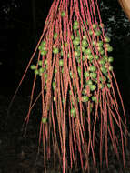 Image of Bamboo Palm