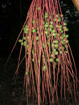 Image of Bamboo Palm