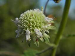 Image of clustered bushmint