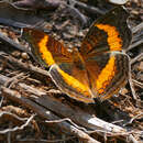 Image of Junonia terea elgiva Hewitson 1864