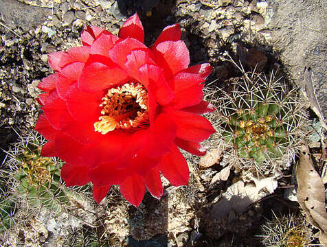 Echinopsis huascha (F. A. C. Weber) H. Friedrich & G. D. Rowley resmi