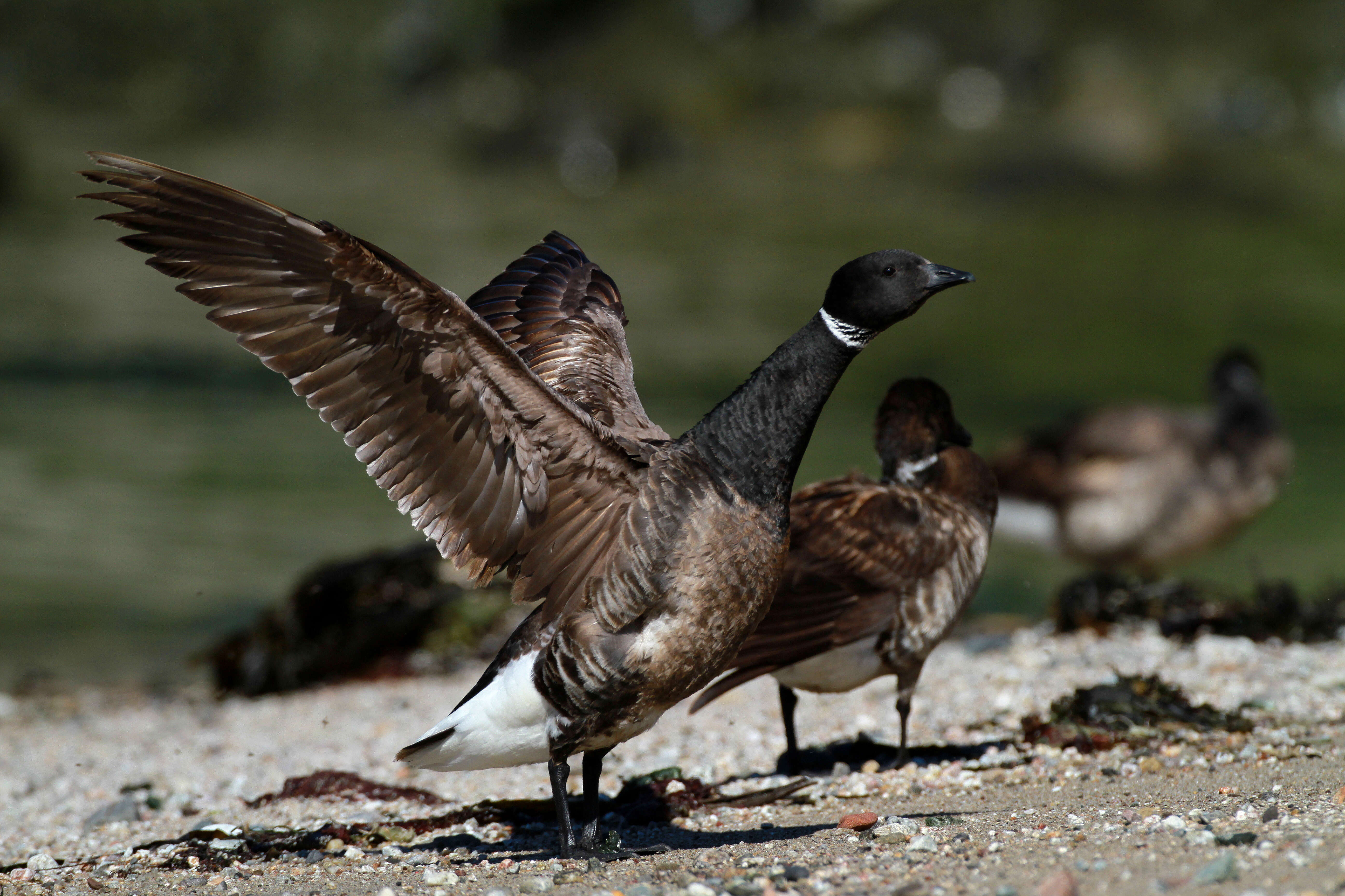 صورة Branta bernicla nigricans (Lawrence 1846)