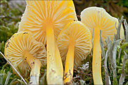 Hygrocybe chlorophana (Fr.) Wünsche 1877 resmi