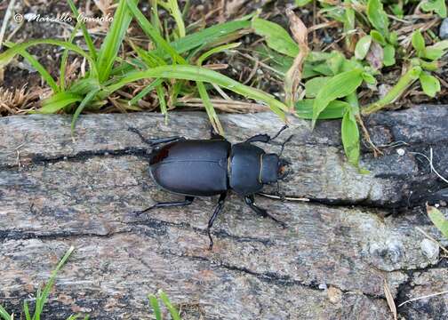 Image of Stag beetle