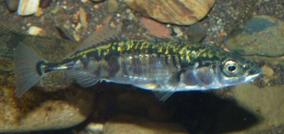 Image of Threespine Sticklebacks