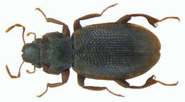 Image of minute moss beetle