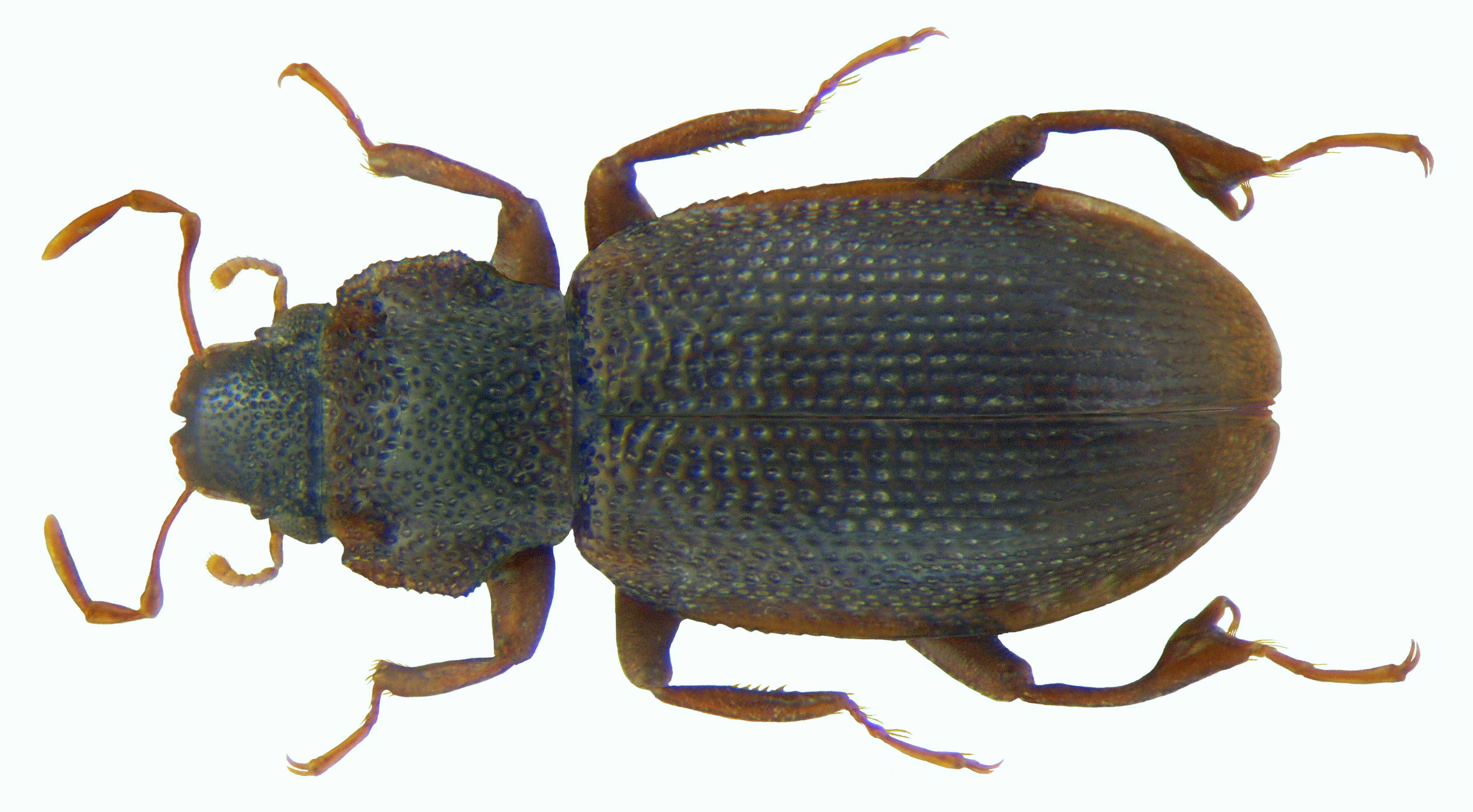 Image of minute moss beetle