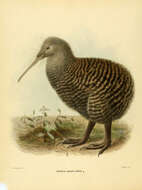 Image of Apteryx Shaw 1813