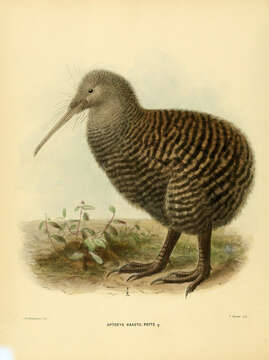 Image of Great Spotted Kiwi