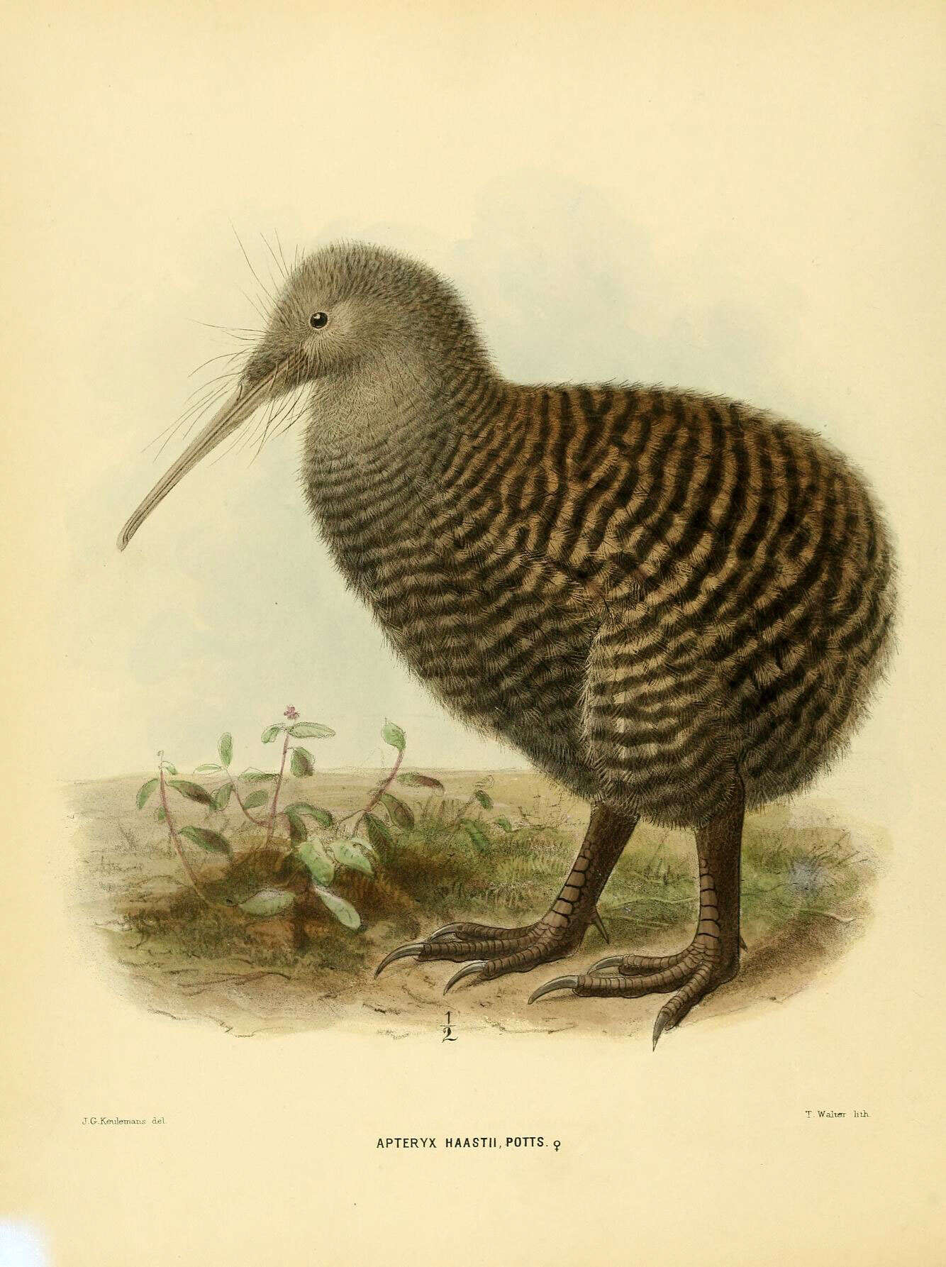 Imagem de Apteryx haastii Potts 1872