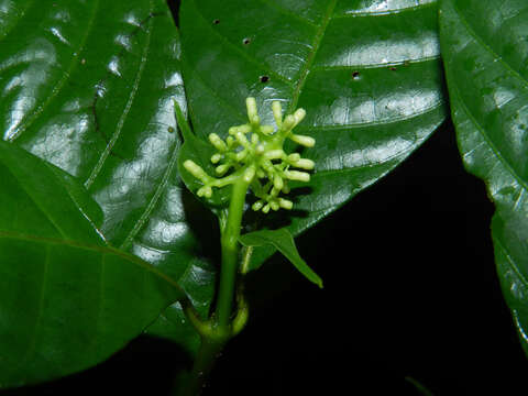 صورة Palicourea acuminata (Benth.) Borhidi