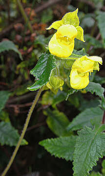 Image of Calceolaria lamiifolia Kunth