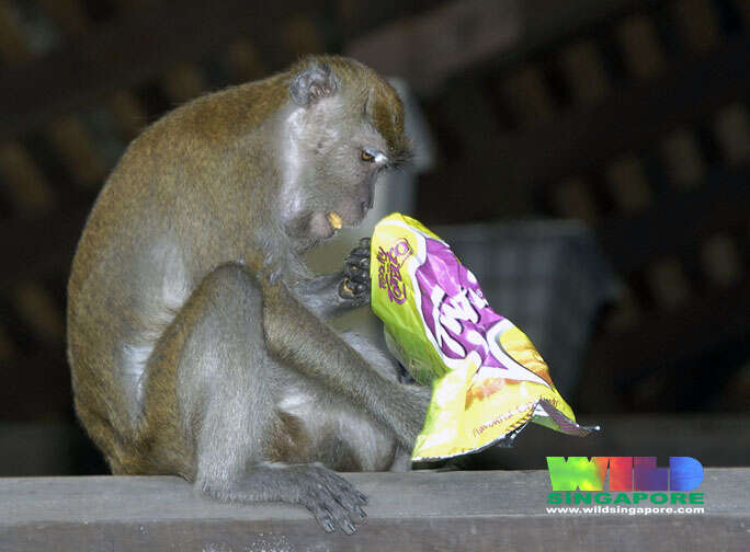 Image of Long-tailed Macaque