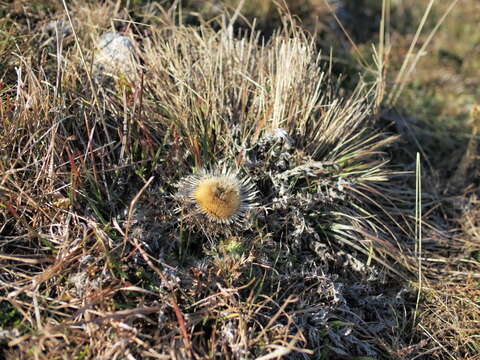 Image of carline thistle