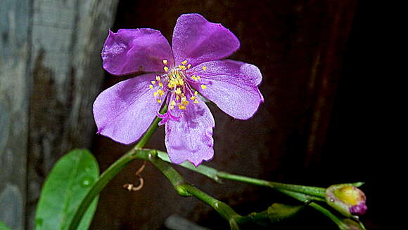 Image of Ceylon spinach