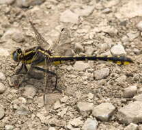 Gomphurus externus (Hagen ex Selys 1858) resmi