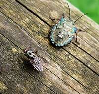 Image of root-maggot flies