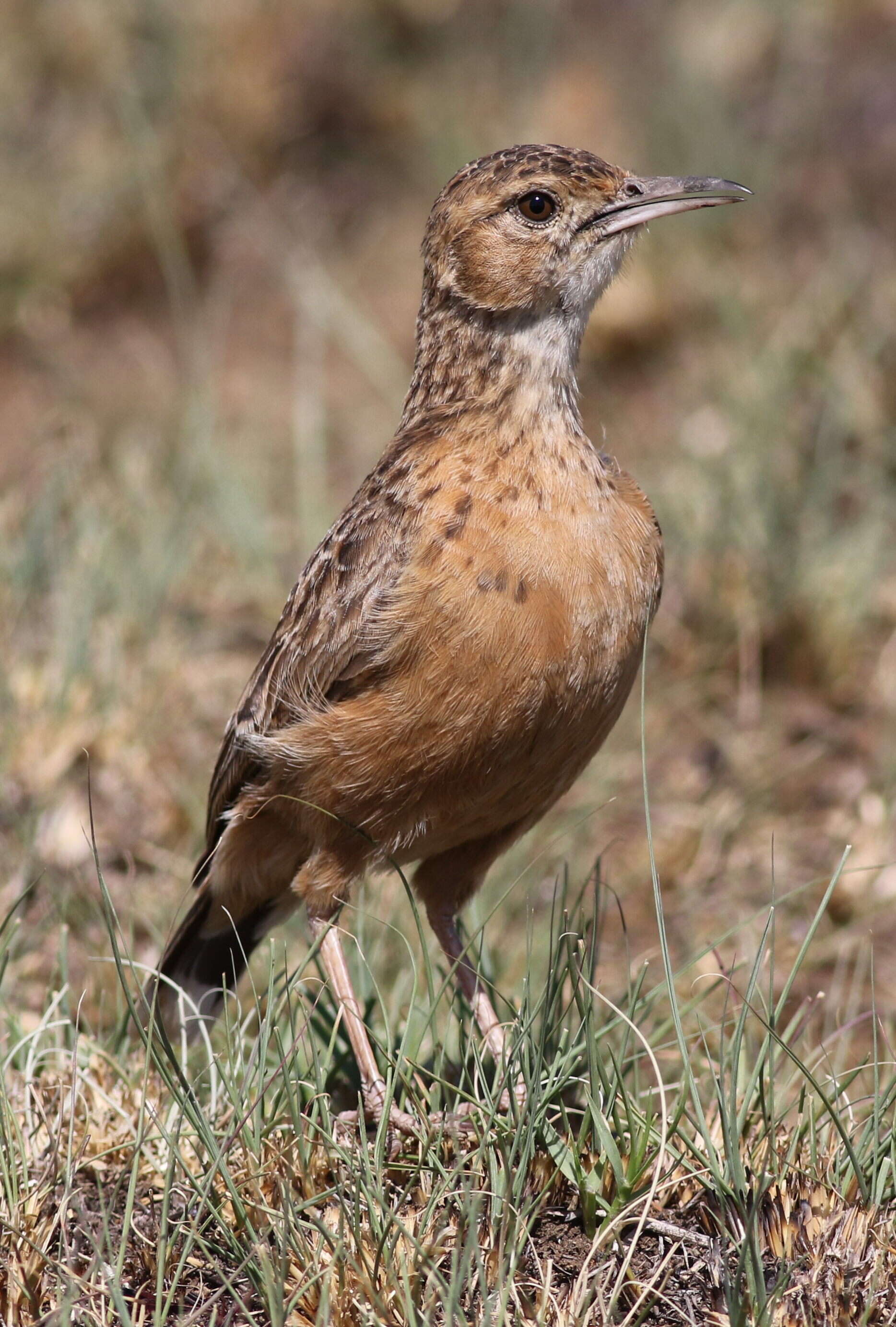 Imagem de Chersomanes Cabanis 1851