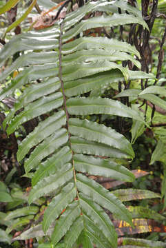 Image of Lomariocycas aurata (Fée) Gasper & A. R. Sm.