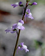 Image of toadflax