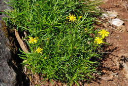 Image of <i>Senecio <i>pinnatifolius</i></i> var. pinnatifolius