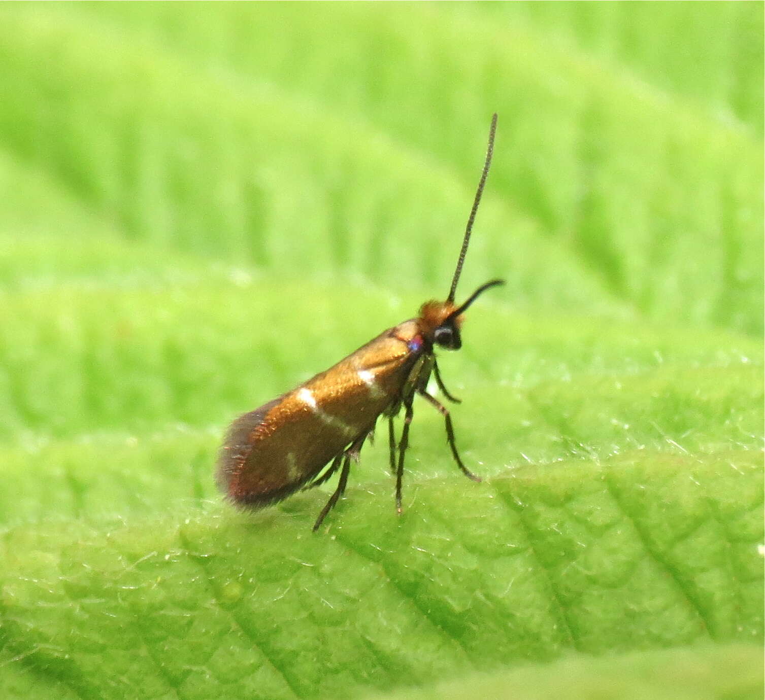 Imagem de Micropterix aruncella Scopoli 1763