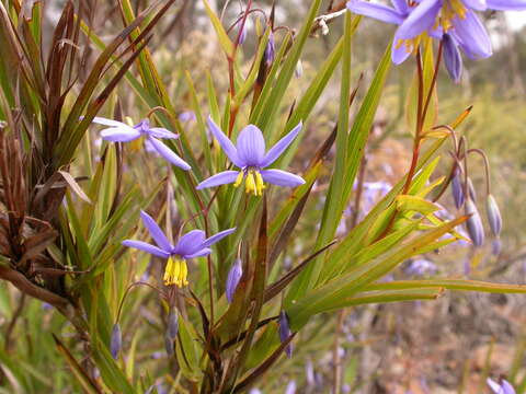 Image of Grass-lilies