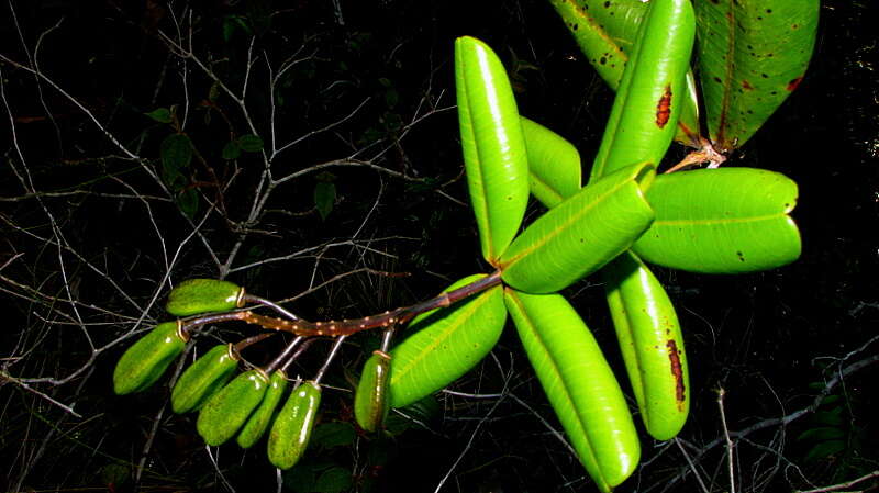 Image of Vochysia lucida C. Presl