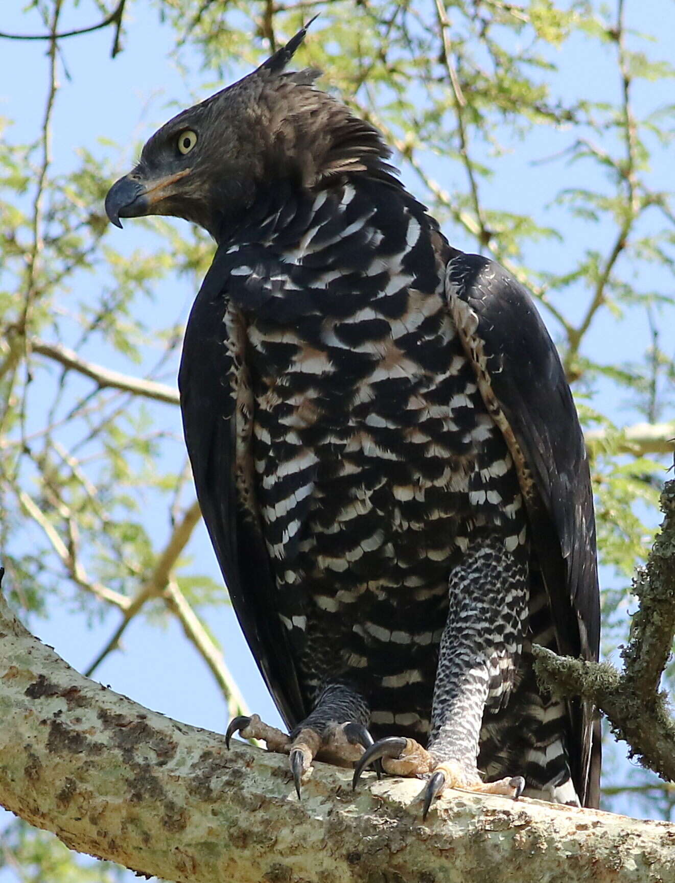 Image of Stephanoaetus Sclater & WL 1922