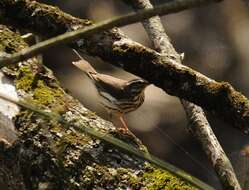 Image of Louisiana Waterthrush