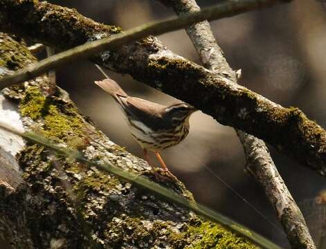 Image of waterthrush