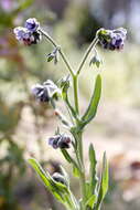 Cynoglossum resmi