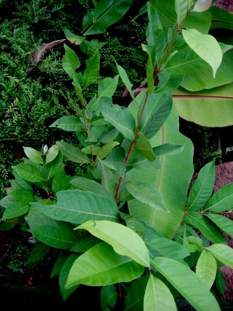 Image of Indonesian bay leaf