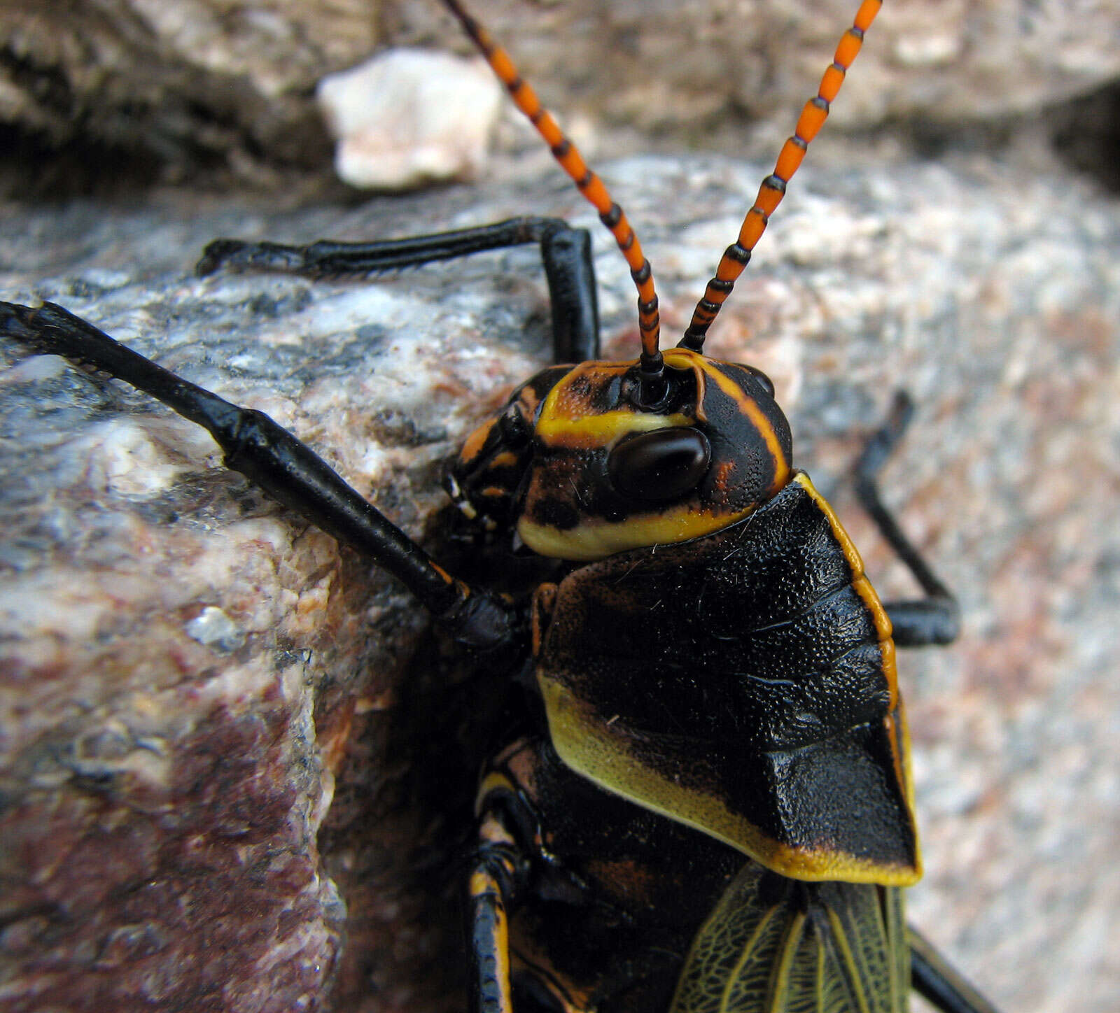 Image of lubber grasshoppers