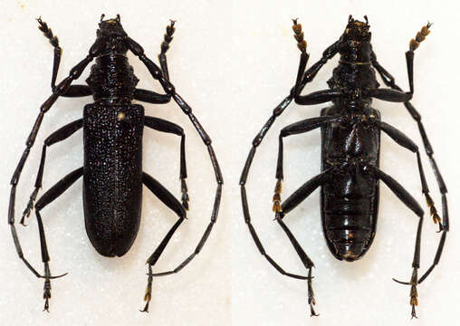 Image of capricorn beetle